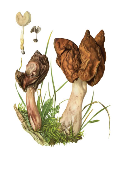 Gyromitra infula / Строчок осенний