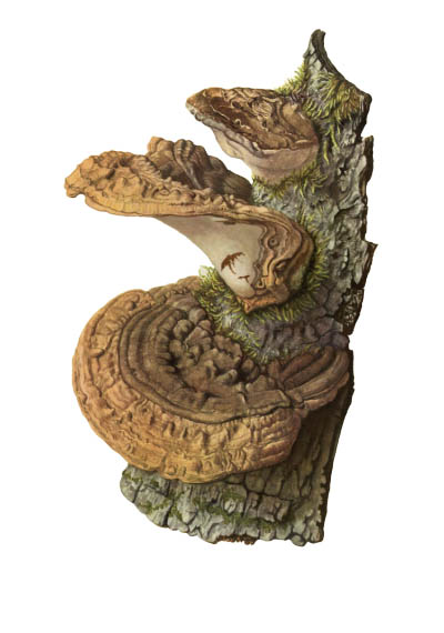 Ganoderma applanatum / Трутовик плоский