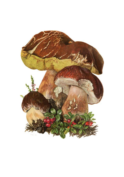 Boletus pinicola / Белый гриб сосновый