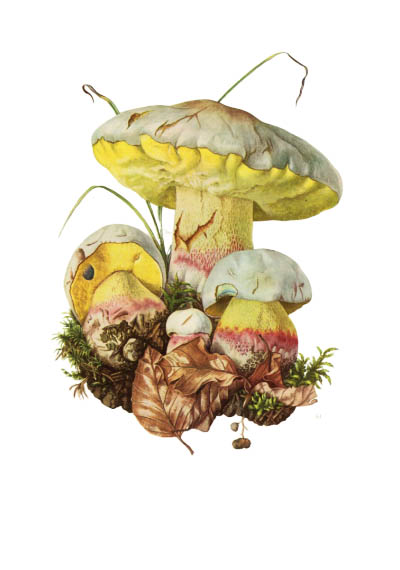 Boletus fecbineri / Боровик Фехтнера