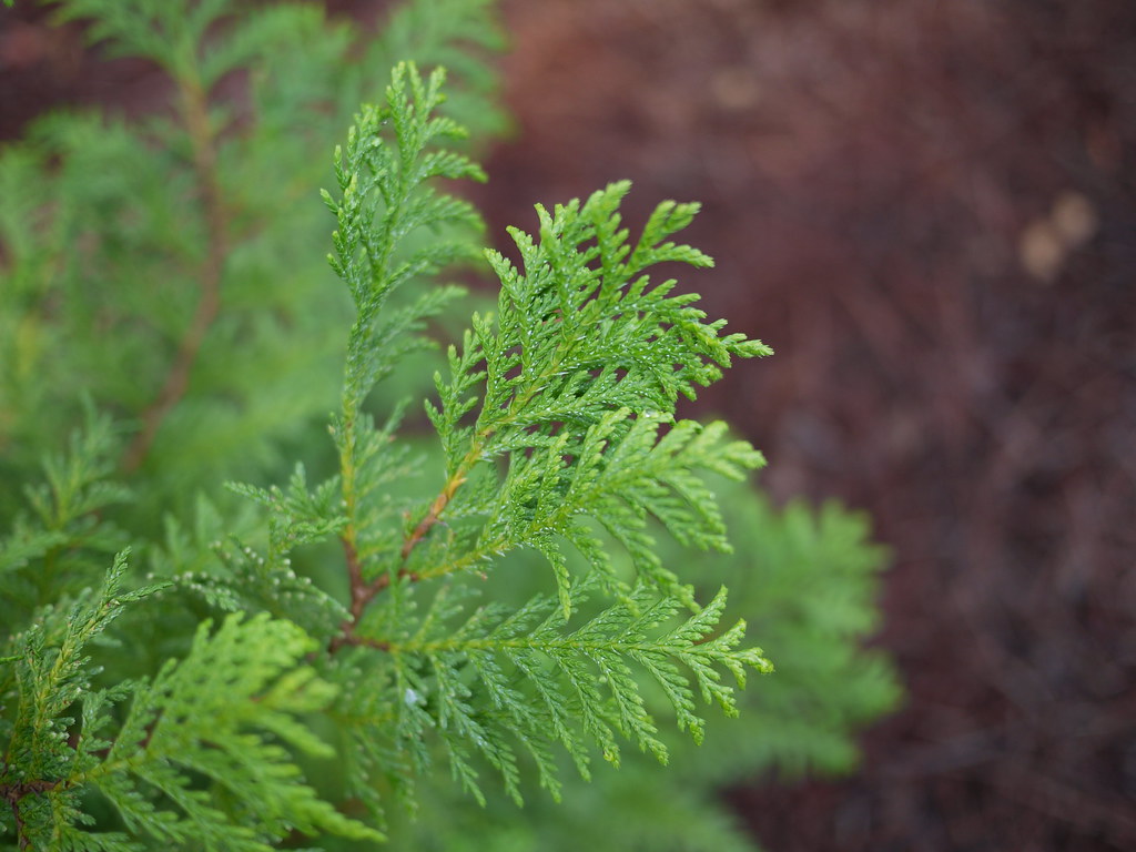 Chamaecyparis pisifera (кипарисовик горохоплодный). Побег с обычными чешуеподобными листьями