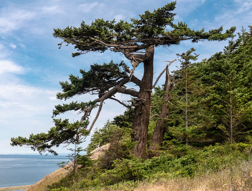 Pseudotsuga menziesii (псевдотсуга Мензиса)