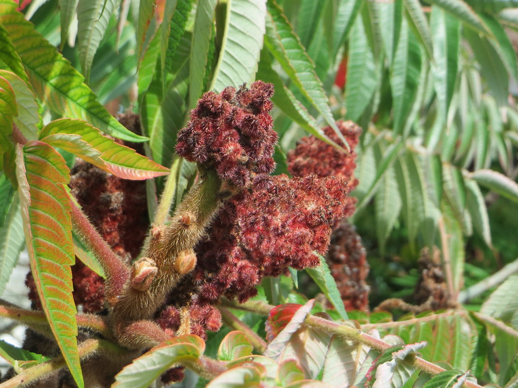 Rhus typhina (сумах оленерогий)