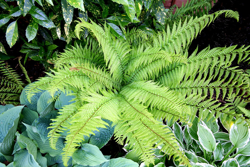 Dryopteris buschiana (щитовник Буша)