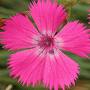 Dianthus carthusianorum / Гвоздика картузианская