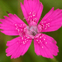 Dianthus deltoides / Гвоздика травянка