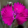 Dianthus gratianopolitanus / Гвоздика серовато-голубая