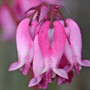 Dicentra formosa subsp. formosa / Дицентра красивая