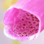 Digitalis purpurea subsp. purpurea / Наперстянка пурпурная
