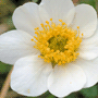 Dryas octopetala subsp. octopetala / Дриада восьмилепестная