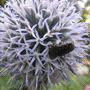 Echinops bannaticus / Мордовник баннатийский