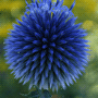 Echinops ritro subsp. ritro / Мордовник обыкновенный