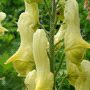 Aconitum lycoctonum subsp. vulparia / Аконит (борец) волчий