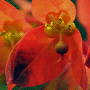 Euphorbia griffithii «Fireglow» / Эуфорбия (молочай) Гриффита «Fireglow»