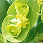 Euphorbia myrsinites / Эуфорбия (молочай) миртолистная