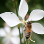 Gaura lindheimeri / Гаура Линдхеймера