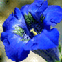 Gentiana acaulis / Горечавка бесстебельная