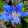 Gentiana septemfida var. lagodechiana / Горечавка семираздельная