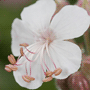 Geranium x cantabrigiense / Герань гибридная