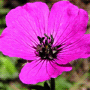 Geranium cinereum subsp. cinereum / Герань пепельная