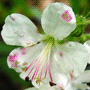 Geranium dalmaticum / Герань далматская