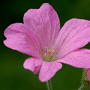 Geranium endressii / Герань Эндресса, или пиренейская