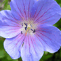 Geranium himalayense «Johnson`s Blue» / Герань гималайская, или крупноцветковая