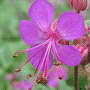 Geranium macrorrhizum / Герань крупнокорневищная, или балканская