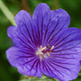 Geranium x magnificum «Rosemoor» / Герань великолепная «Rosemoor»