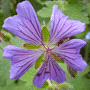 Geranium renardii / Герань Ренарда