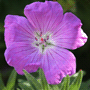 Geranium sanguineum var. sanguineum / Герань кровяно-красная