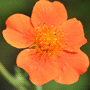 Geum coccineum «Borisii» / Гравилат ярко-красный «Borisii»