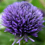 Globularia punctata / Глобулярия точечная