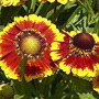 Helenium Cultivars / Гелениум гибридный