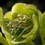 Helleborus foetidus / Морозник вонючий