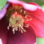 Helleborus orientalis subsp. orientalis / Морозник восточный