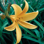 Hemerocallis citrina / Лилейник (красоднев, гемерокаллис) лимонно-жёлтый