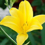 Hemerocallis lilioasphodelus / Лилейник (красоднев, гемерокаллис) жёлтый