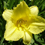 Hemerocallis Cultivars / Лилейник (красоднев, гемерокаллис) гибридный