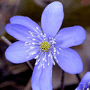 Hepatica nobilis var. nobilis / Печёночница благородная