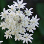 Heracleum mantegazzianum / Борщевик Мантегацци
