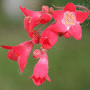 Heuchera Cultivars / Гейхера гибридная