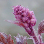 Heucherella tiarelloides / Гейхерелла