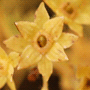 Alchemilla xanthochlora / Манжетка зелёно-жёлтая, или обыкновенная