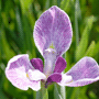 Iris ensata / Ирис (касатик) мечевидный, ирис Кемпфера