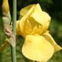 Iris germanica / Ирис (касатик) германский