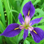 Iris sibirica / Ирис (касатик) сибирский