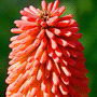 Kniphofia Cultivars / Книфофия (тритома) гибридная