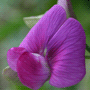 Lathyrus latifolius / Чина широколистная, душистый горошек