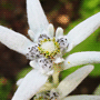 Leontopodium alpinum subsp. alpinum / Эдельвейс альпийский
